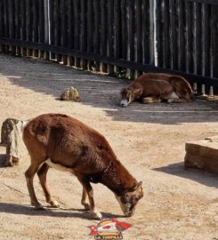 🐅🐊🐎 Muzoo – La Chaux-de-Fonds