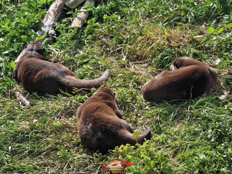 zoo, animaux, loutre. Muzoo, Bois du Petit-Château, La Chaux-de-Fonds