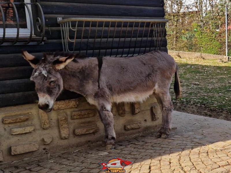 zoo, animaux, âne. Muzoo, Bois du Petit-Château, La Chaux-de-Fonds