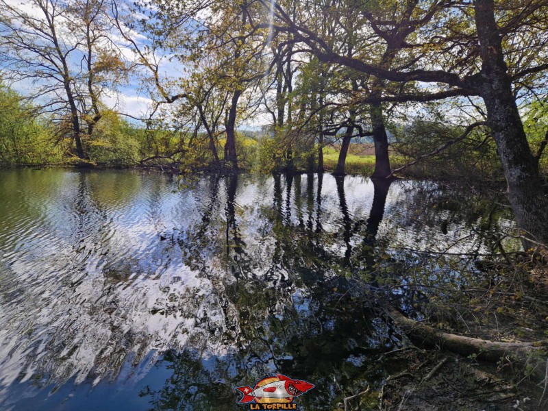 bord sud, Vues rapprochées. Lac Coffy, Boussens, Assens, Bioley-Orjulaz, Bettens. Gros-de-Vaud.