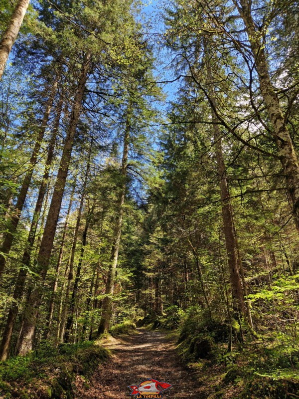 Montée par l'Échelle. Gorges de l'Avançon, Les Plans-sur-Bex.