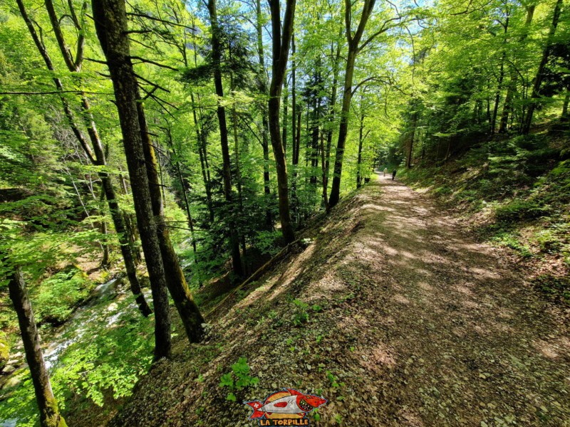 Route Forestière. gorges de Covatannaz