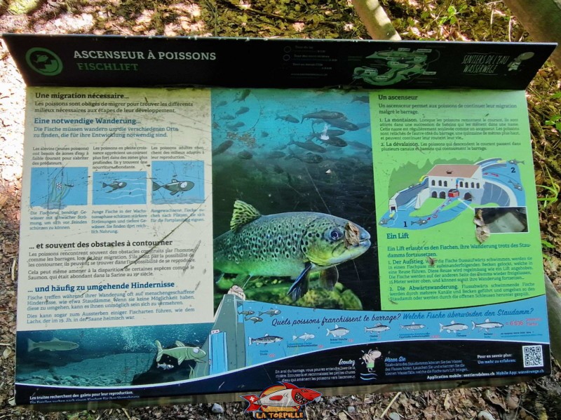 Un panneau didactique du sentier de l'eau qui donne des informations sur la migration des poissons et l'ascenseur.