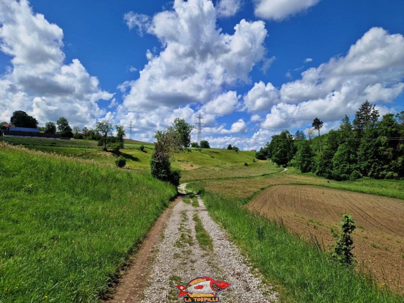 Forêt de Bürglenholz