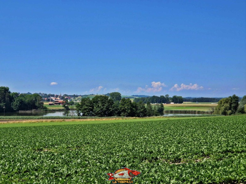 côté nord-est, vue de loin. Lac de Seedorf, Noréaz, Commune de Prez. Le village de Près-vers-Noréaz.