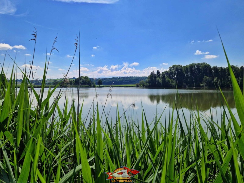 côté nord-ouest, Vues de près. Lac de Seedorf, Noréaz, Commune de Prez. 