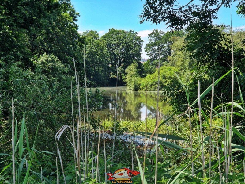 Côté Est. Lac La Goillette, Noréaz, Commune de Prez.