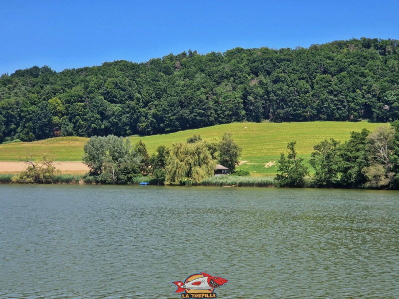 côté sud, vue de près. Lac de Seedorf, Noréaz, Commune de Prez. 