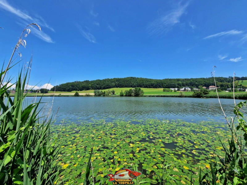 côté sud, vue de près. Lac de Seedorf, Noréaz, Commune de Prez. 