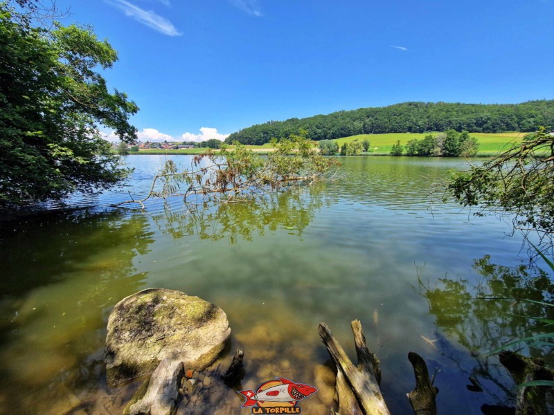 côté sud, vue de près. Lac de Seedorf, Noréaz, Commune de Prez. 