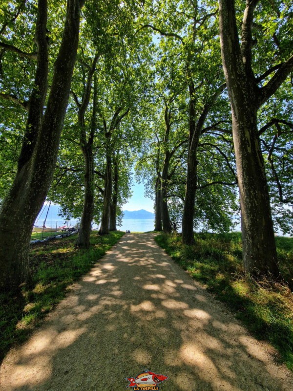 L'allée de Dorigny.