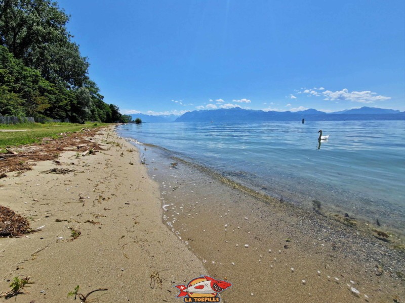 Plage de Dorigny, direction est. St-Sulpice, Lac Léman.