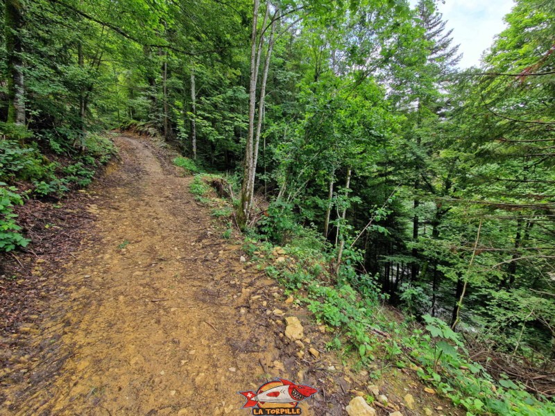 Montée dans la forêt