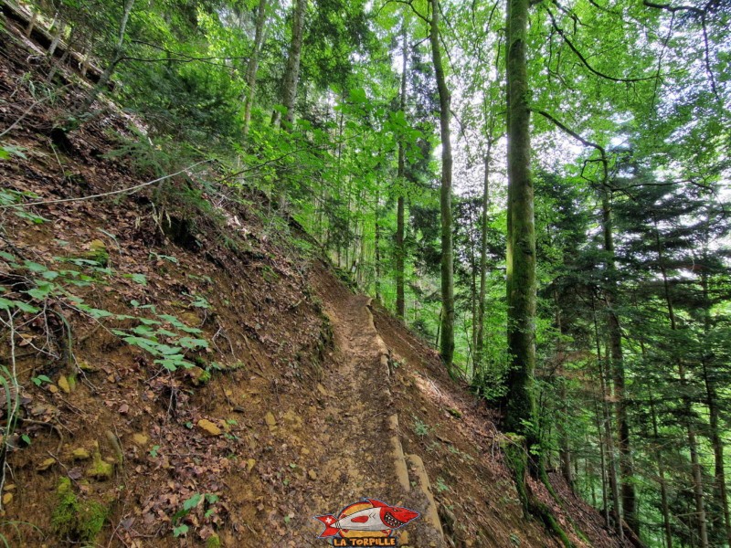 Montée dans la forêt