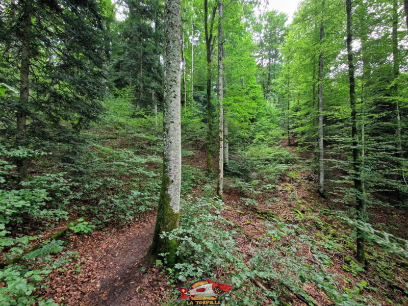 Montée dans la forêt.