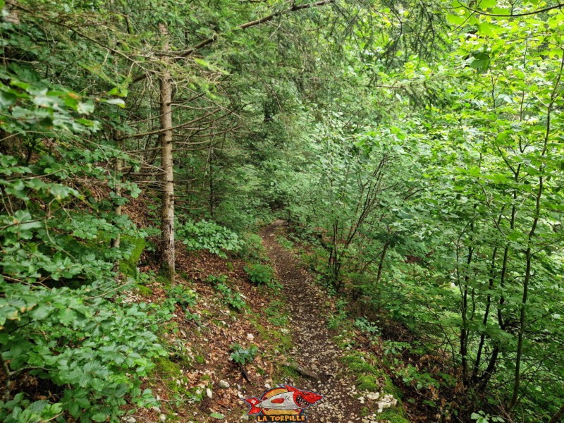 Redescente dans la forêt