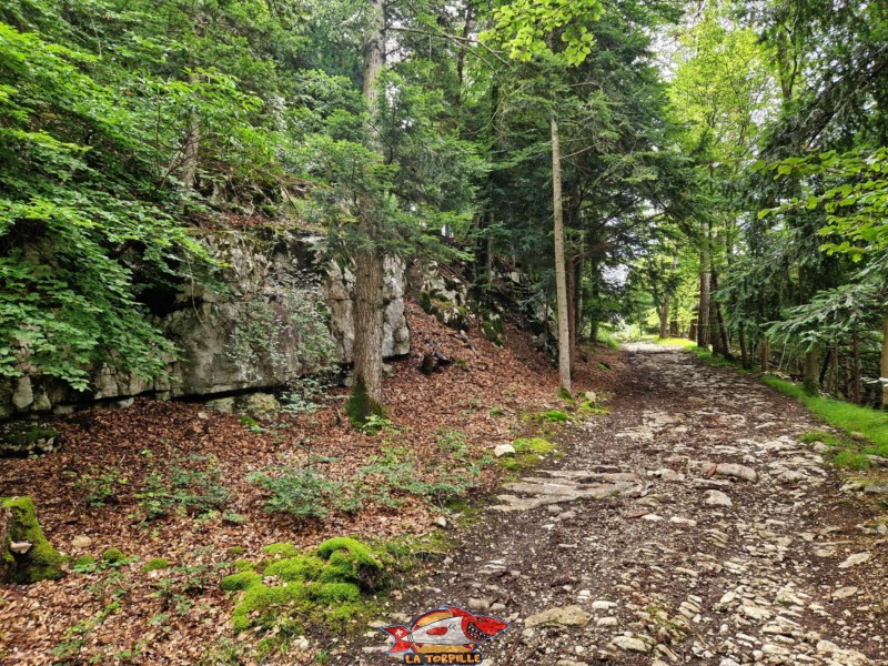 Redescente dans la forêt