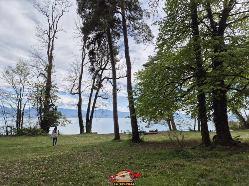 Zone herbeuse. La plage des Mellières se trouve à Buchillon, entre Morges et Rolle, au bord du Léman.