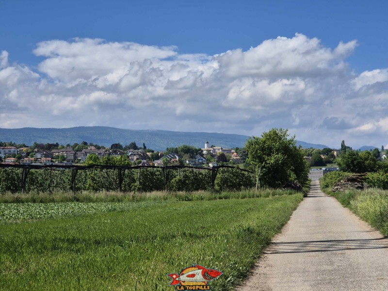 La vue depuis la région entre Aubonne et Allaman sur le château d'Aubonne, au sud.