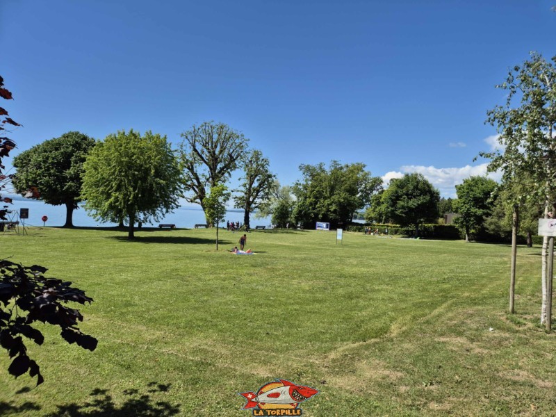 Zone herbeuse, plage du Plongeon, perroy, vaud