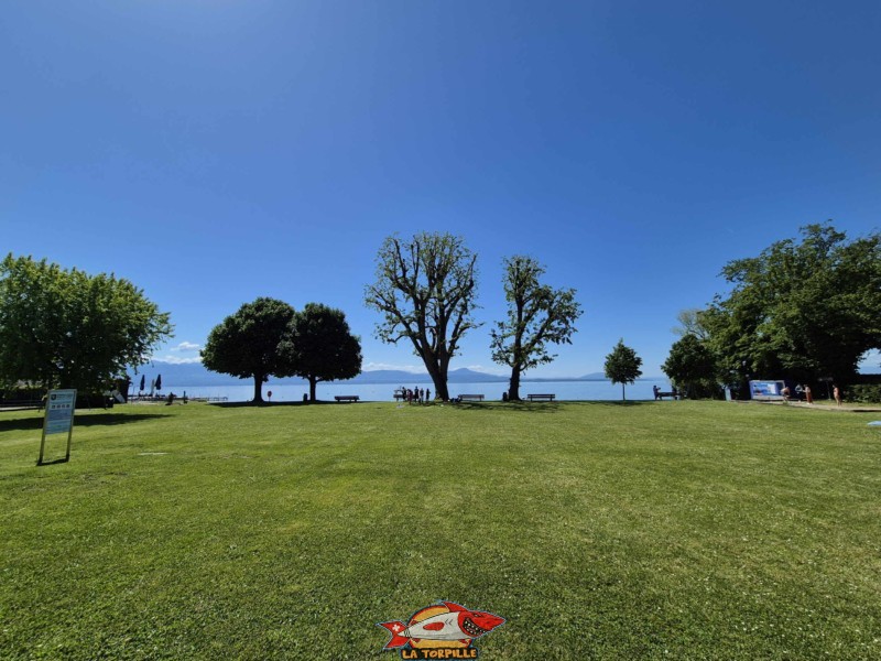 Zone herbeuse, plage du Plongeon, perroy, vaud