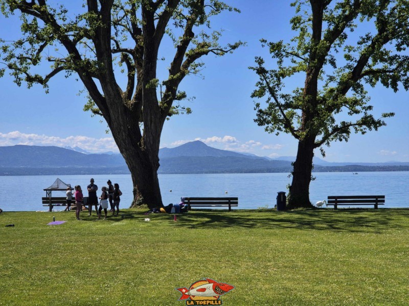 Zone herbeuse, plage du Plongeon, perroy, vaud
