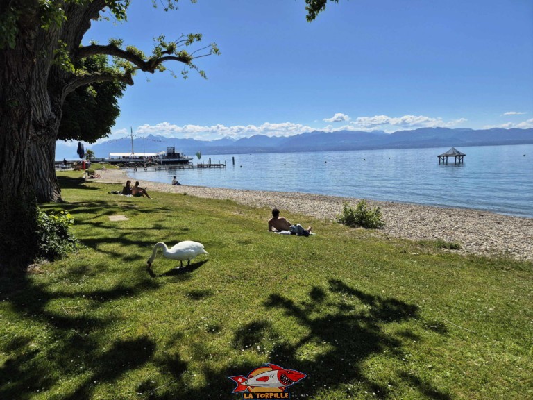 20250517 114608 plage plongeon perroy