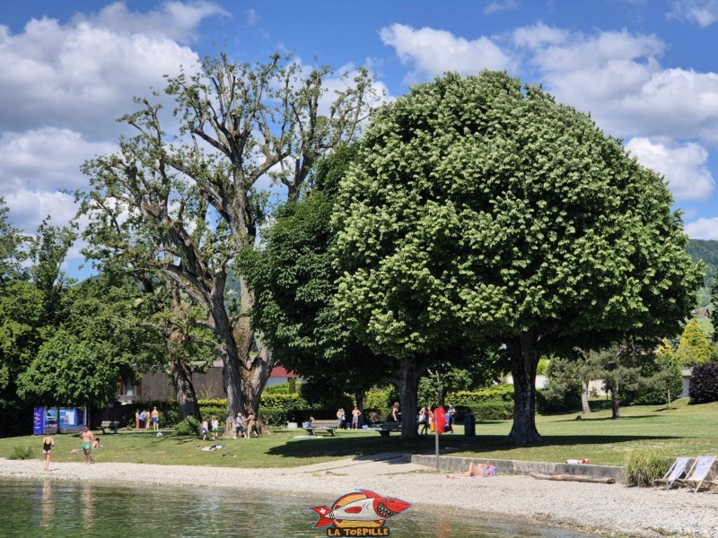 Milieu, plage du Plongeon, Perroy