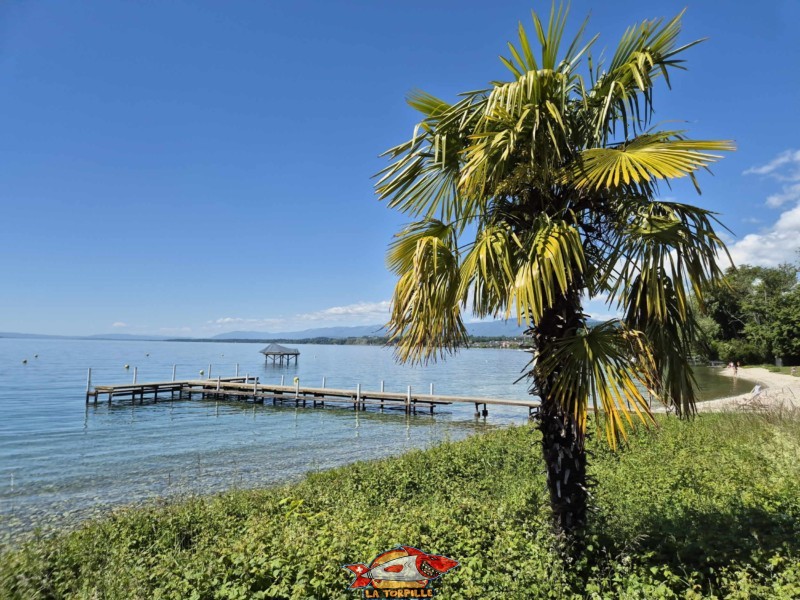 jetée, plage du Plongeon, perroy, vaud