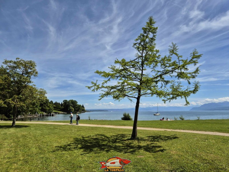 Pelouse. Plage de la Dullive, Dully, Canton de Vaud, Léman.
