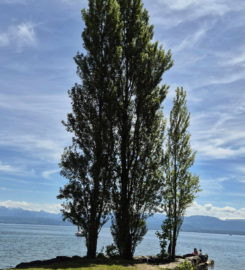 🏖️ Plage de la Dullive – Dully