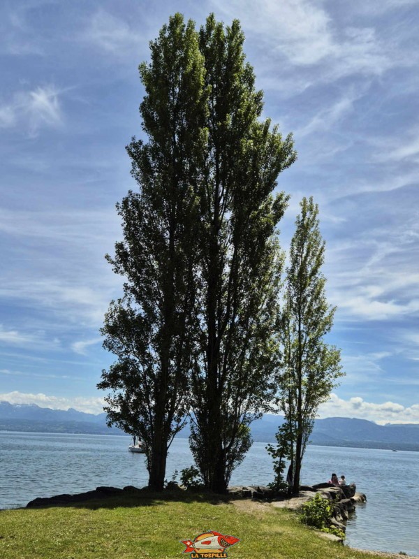 Enrochements. Plage de la Dullive, Dully, Canton de Vaud, Léman.