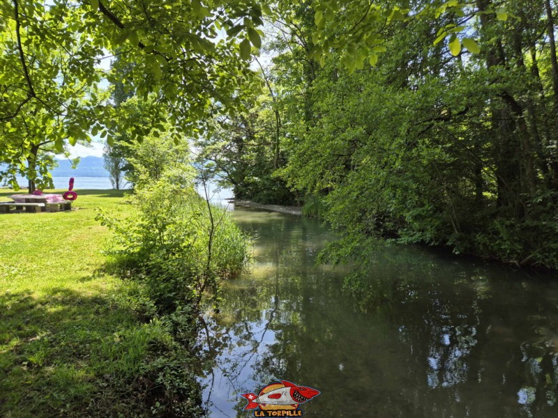 Dullive, direction aval. Plage de la Dullive, Dully, Canton de Vaud, Léman.