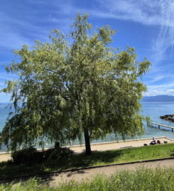 🏖️ Plage de la Falaise – Gland