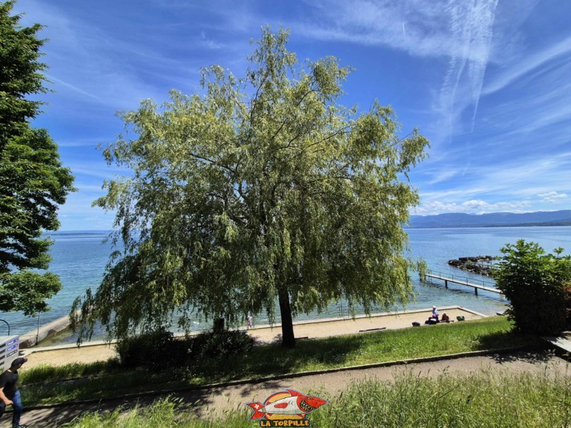 Pente. Plage de la Falaise, Gland. Léman, canton de Vaud.