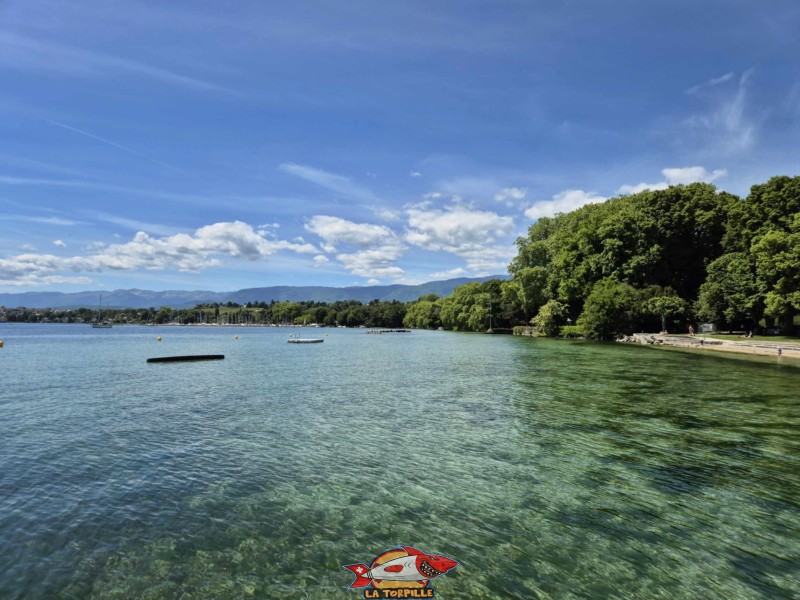 Vue sur le lac. Plage de Promenthoux, Prangins, Léman.