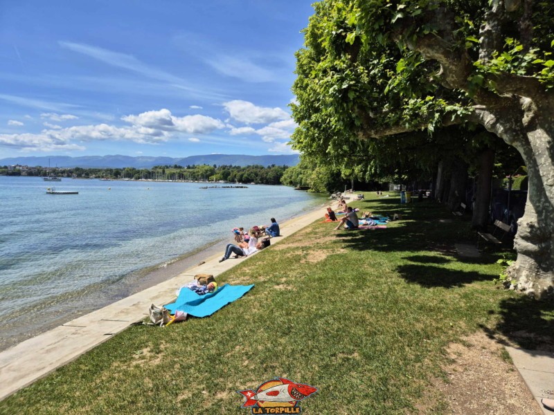 Pelouse, zone route. Plage de Promenthoux, Prangins, Léman.