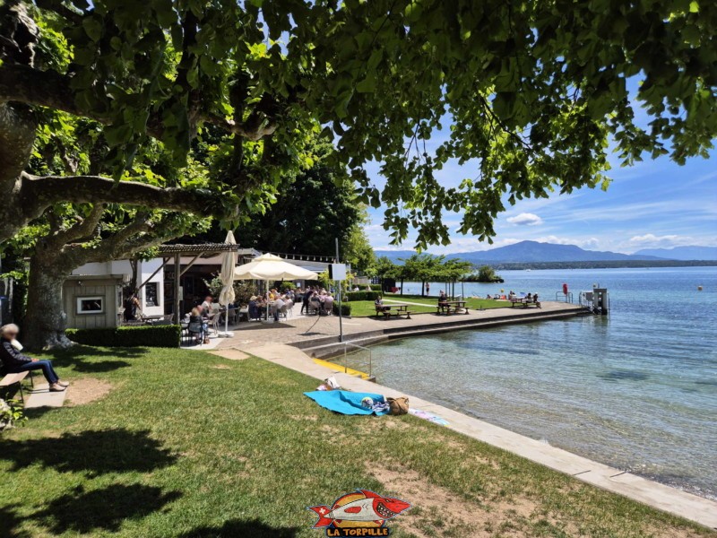 La zone de la plage au sud de la buvette. Plage de Promenthoux, Prangins, Léman.