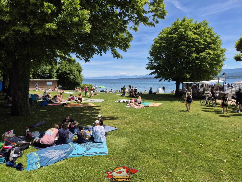 Zone herbeuse. Plage de Céligny, canton de Genève, Lac Léman.