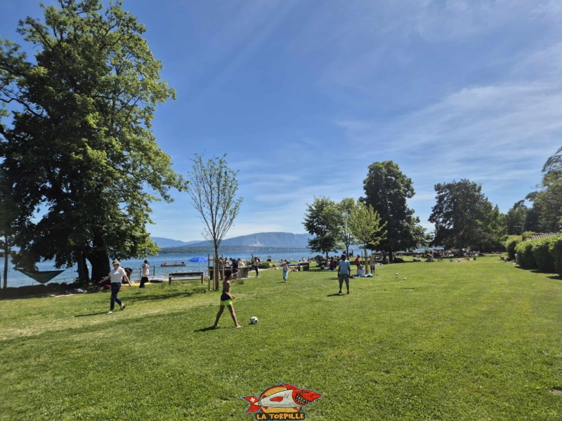 Zone herbeuse. plage de Mies, région de Nyon, bord du Léman. 