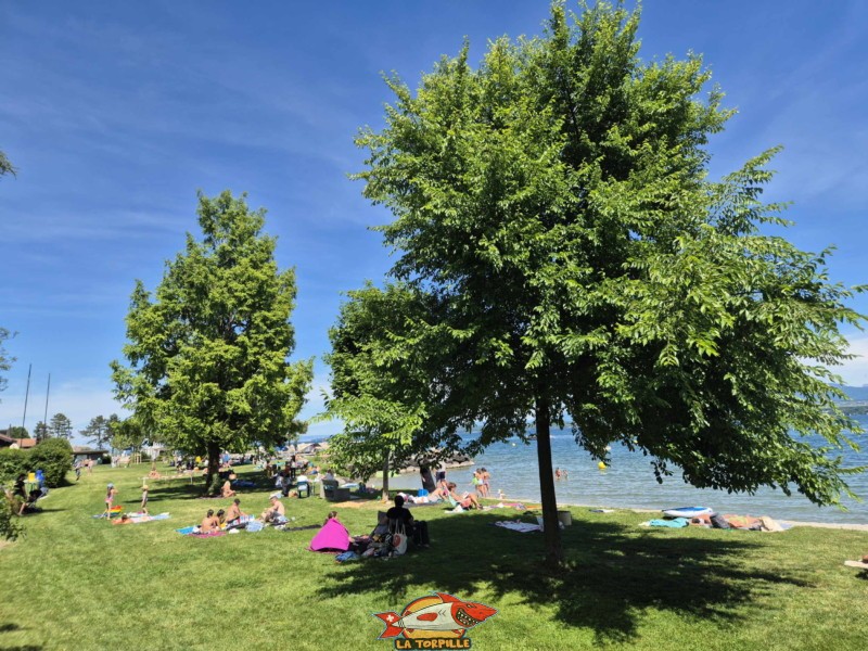 Zone herbeuse. plage de Mies, région de Nyon, bord du Léman. 
