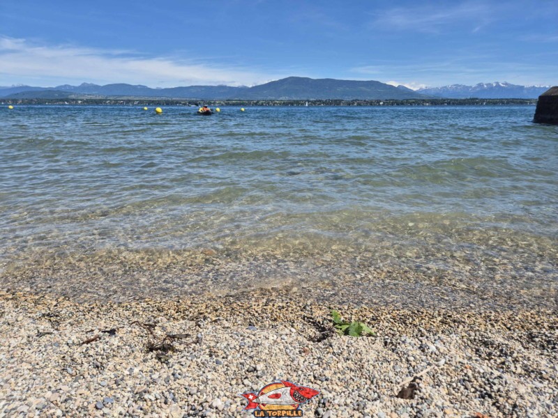 Plage milieu. plage de Mies, région de Nyon, bord du Léman. 