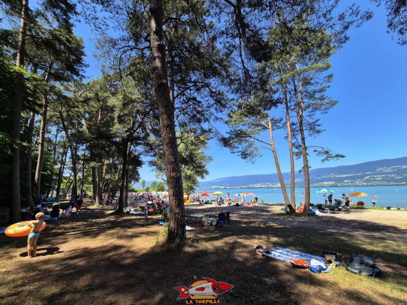 Arbres. Plage du Camping VD8, Cheseaux-Noréaz, Canton de Vaud, Lac de Neuchâtel.