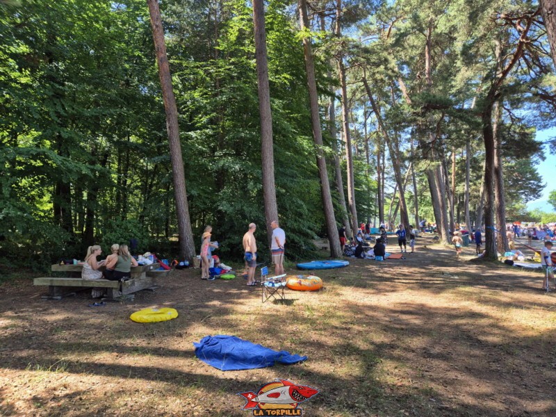 Arbres. Plage du Camping VD8, Cheseaux-Noréaz, Canton de Vaud, Lac de Neuchâtel.