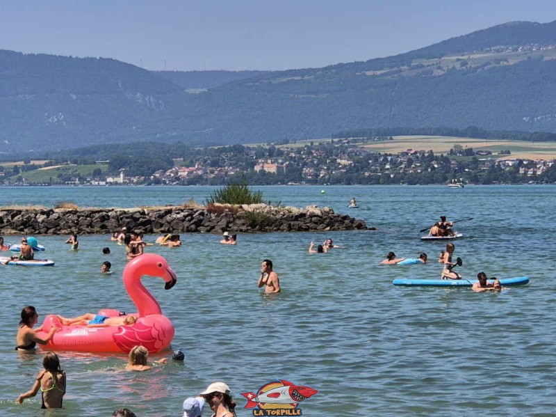 Le fameux château de Grandson bien visible de l'autre côté du rivage (milieu de la photo). Plage du Camping VD8, Cheseaux-Noréaz, Canton de Vaud, Lac de Neuchâtel. Le fameux château de Grandson bien visible de l'autre côté du rivage (milieu de la photo). Plage du Camping VD8, Cheseaux-Noréaz, Canton de Vaud, Lac de Neuchâtel.