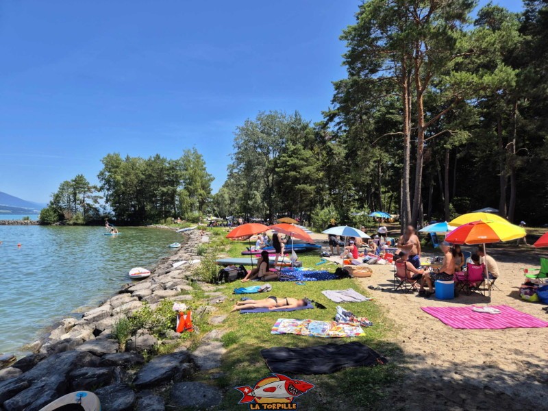 Bande herbeuse. Plage du Camping VD8, Cheseaux-Noréaz, Canton de Vaud, Lac de Neuchâtel.