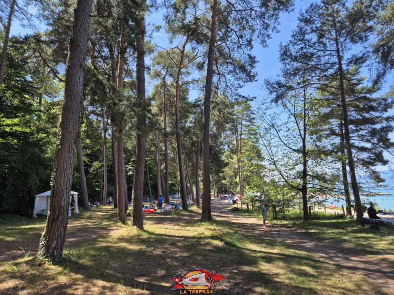 Arbres. Plage du Camping VD8, Cheseaux-Noréaz, Canton de Vaud, Lac de Neuchâtel.