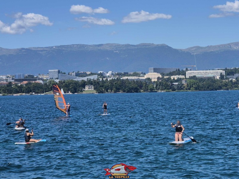 Ponton. Tropical Corner, Cologny, rive gauche rade de Genève.