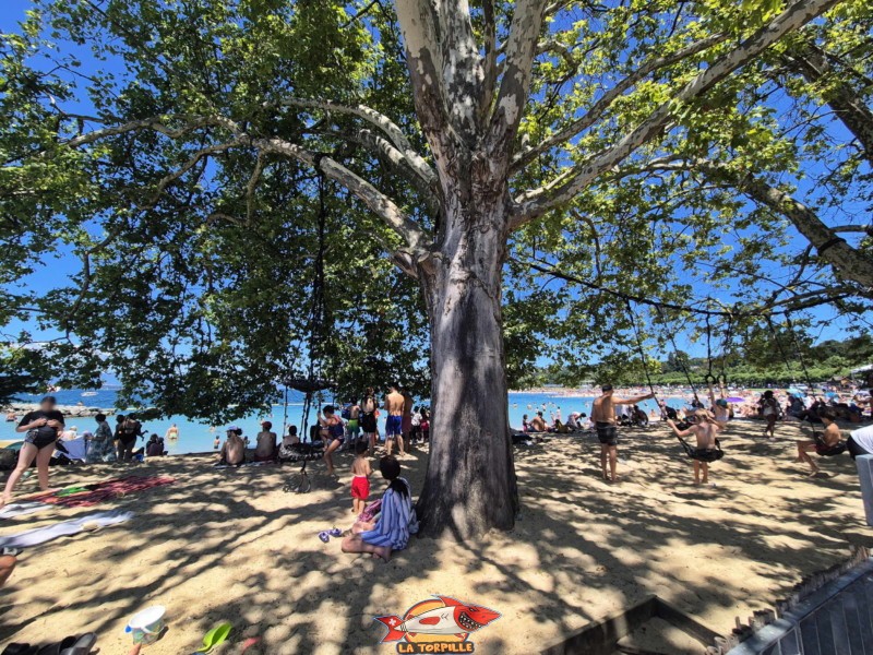 Baby-Plage au niveau de la partie ombragée de la plage. Genève, Eaux-Vives.