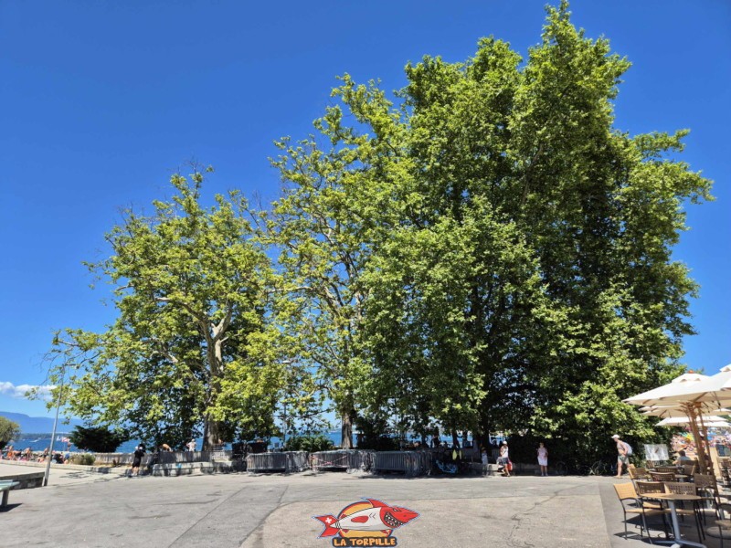 Baby-Plage au niveau de la partie ombragée de la plage. Genève, Eaux-Vives.